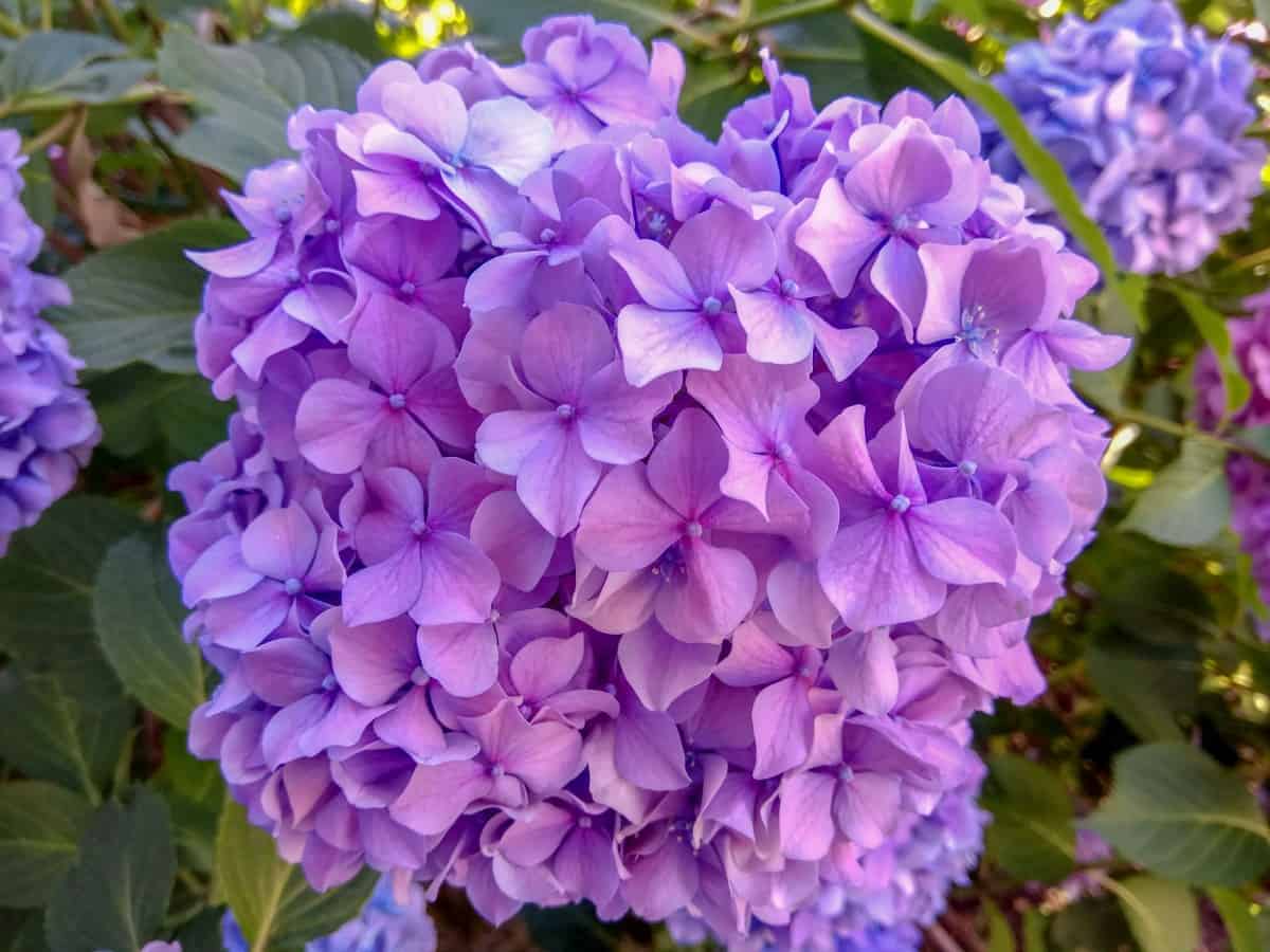 French hydrangeas are cold-hardy shrubs.