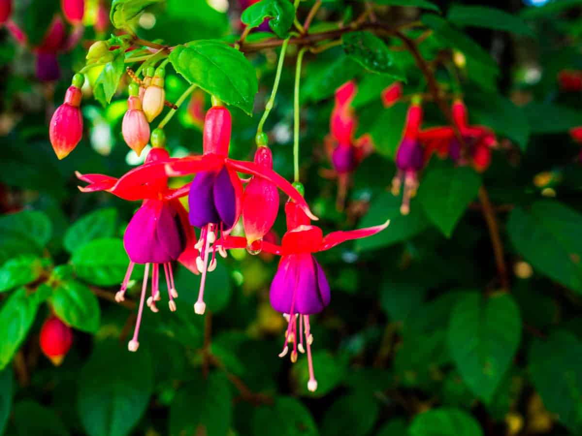 Fuchsia plants have brilliantly-colored blooms.