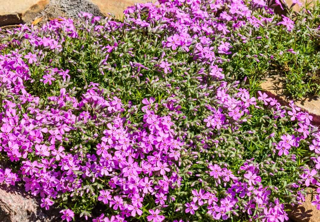 Hummingbirds and butterflies love garden phlox flowers.