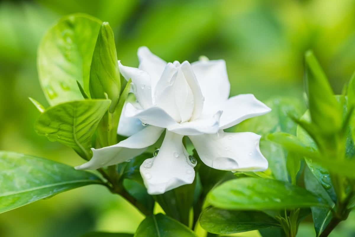 Gardenias are highly fragrant.