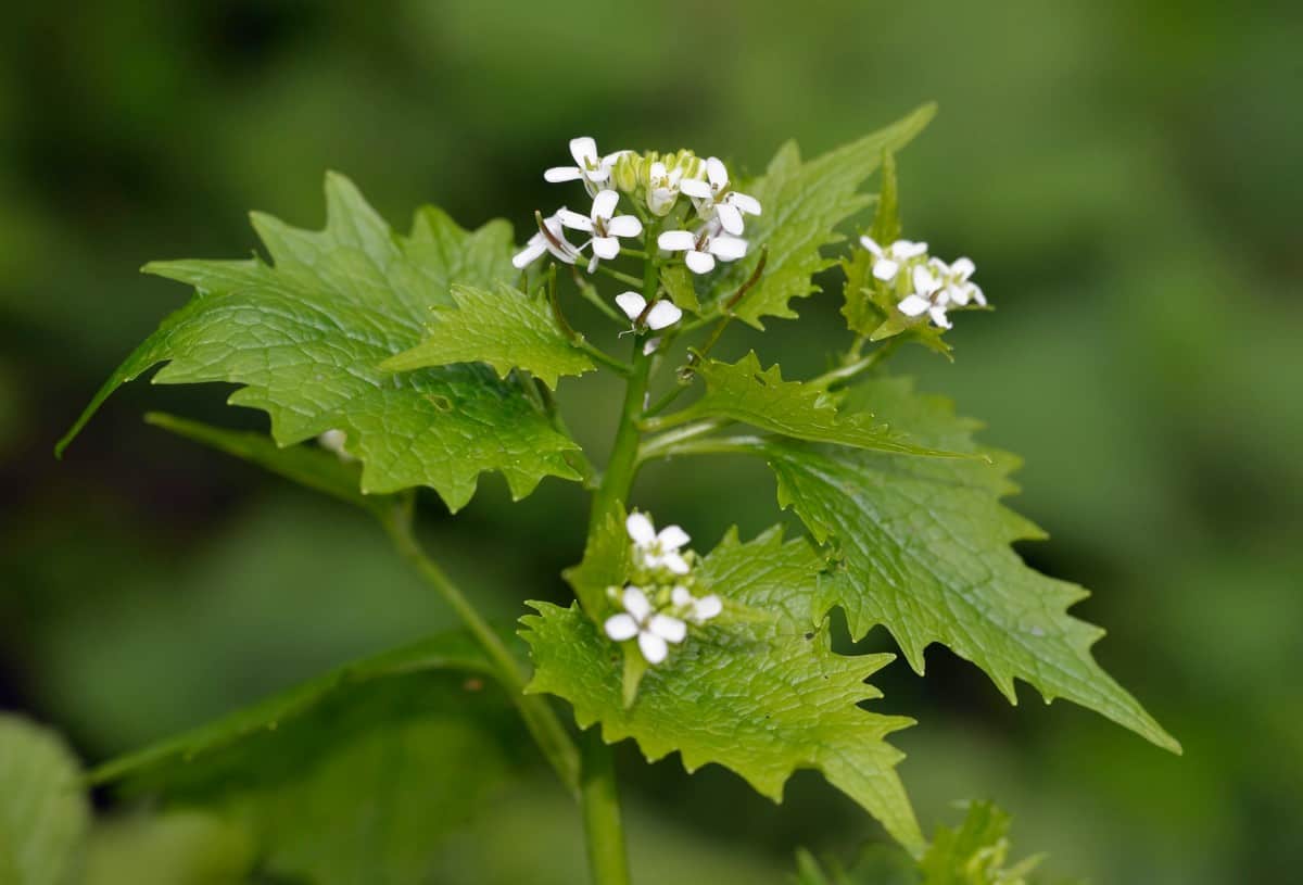 The tiny seeds of the garlic mustard plant are what makes it so invasive.