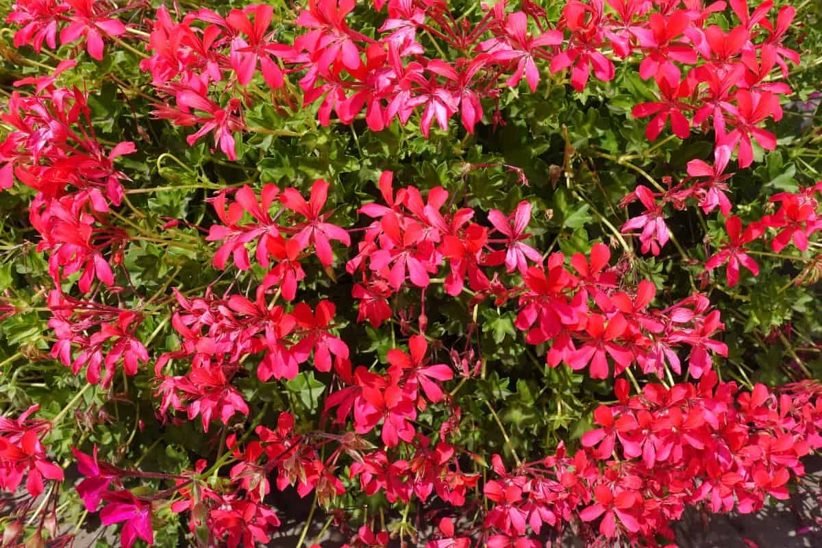 Geraniums add a pop of color to any summer garden.