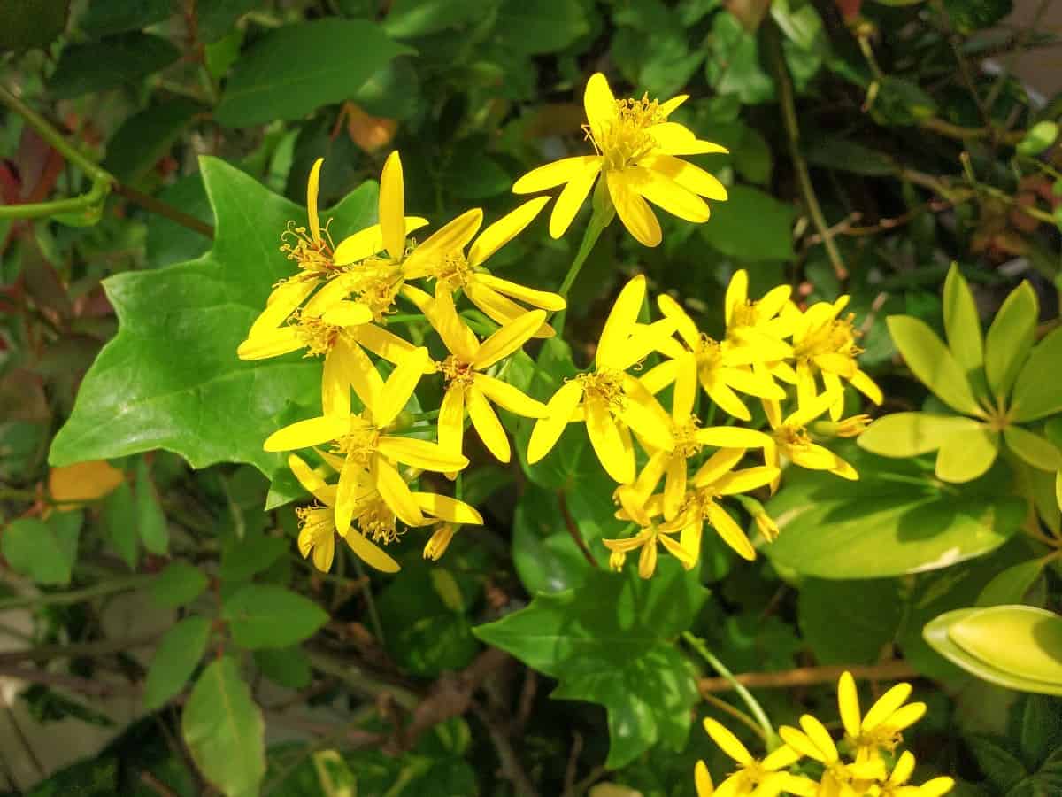 German ivy is a fast-growing ground cover vine.