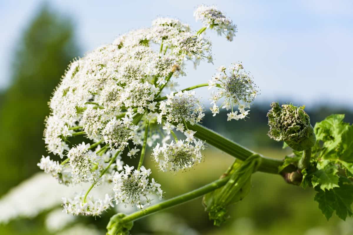 Giant hogweed burns anyone who touches it.