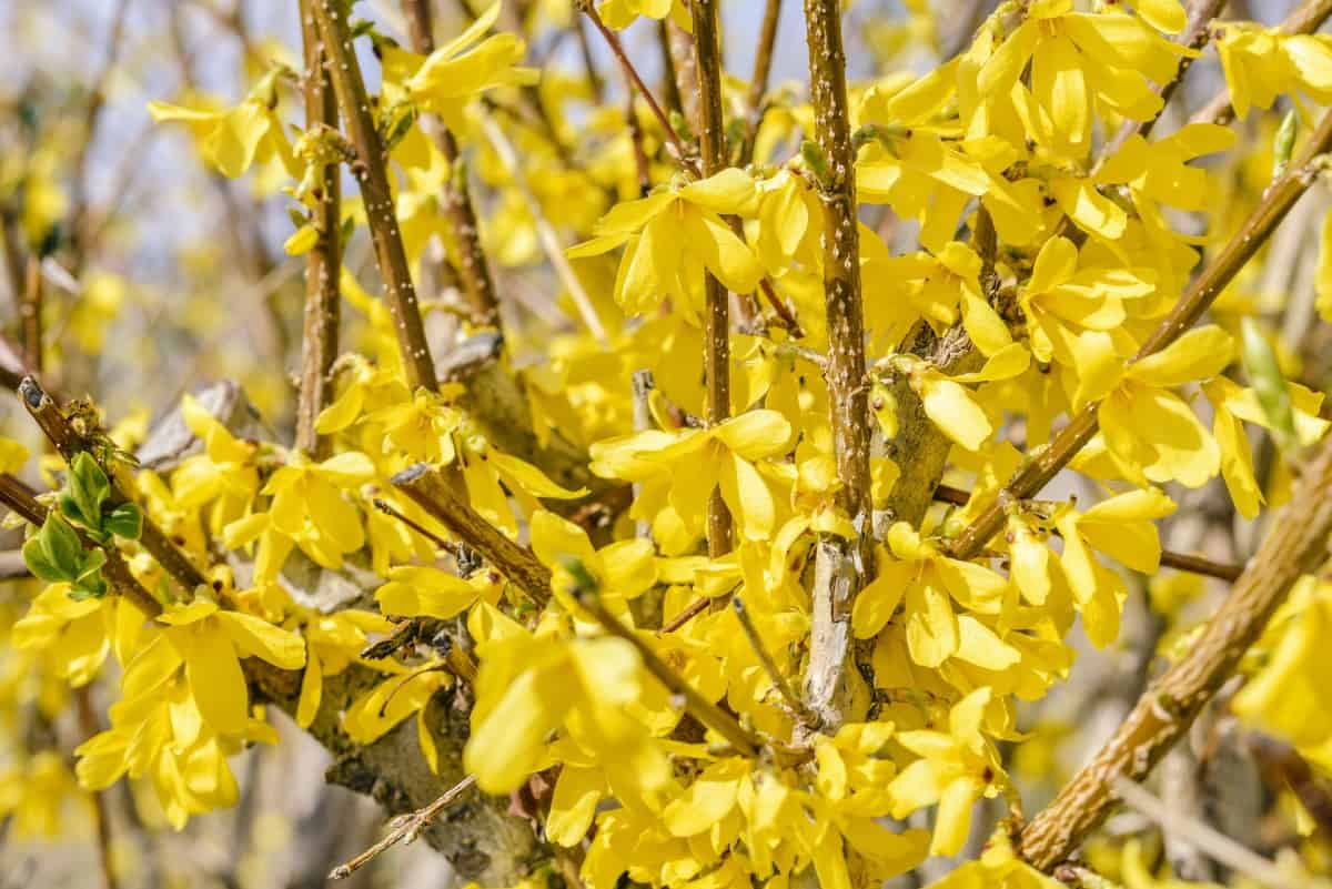 Golden bell forsythia is one of the earliest shrubs to bloom in spring.