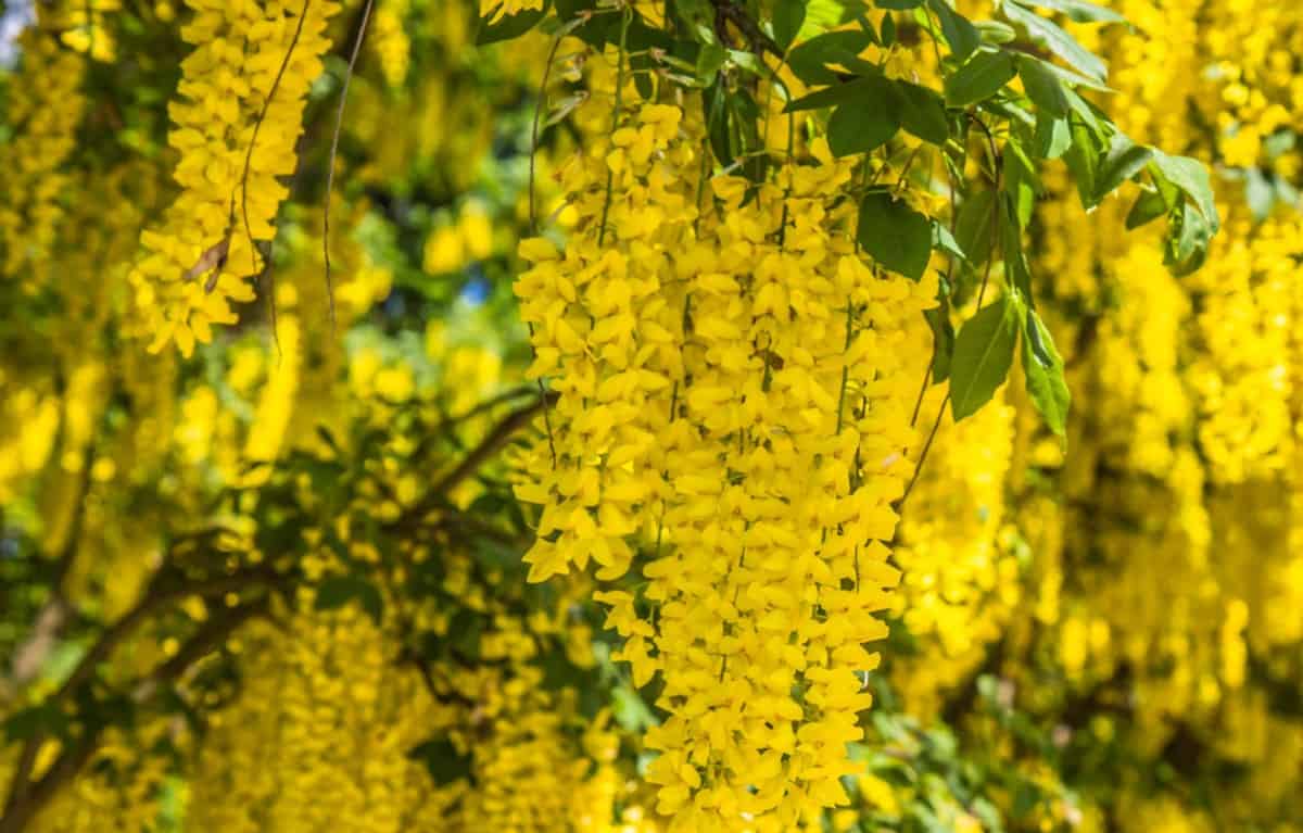 The golden chain tree needs extra care to do well.