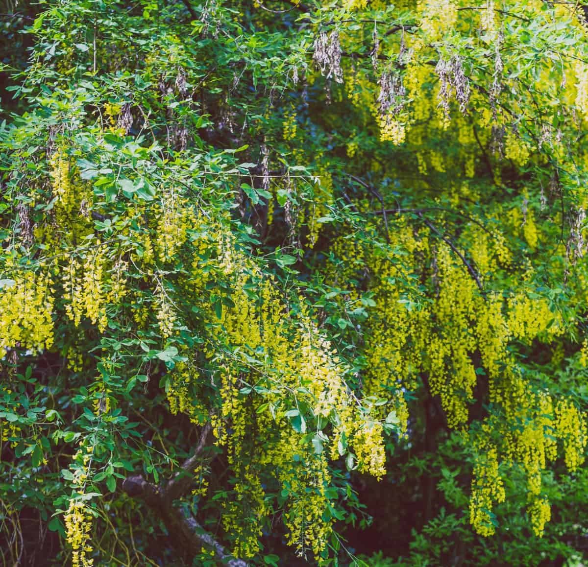 The golden chain tree has recognizable yellow flowers and green bark.