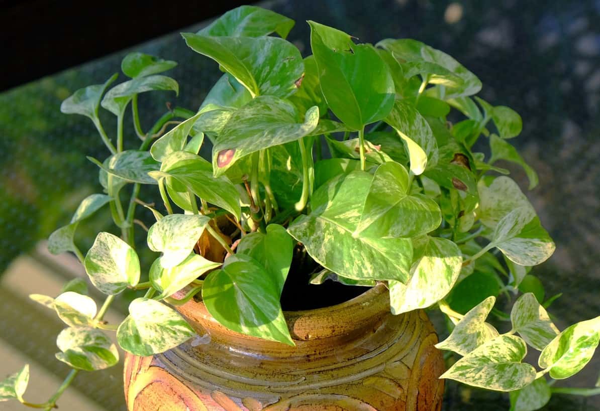 Golden pothos is also called devil's ivy.