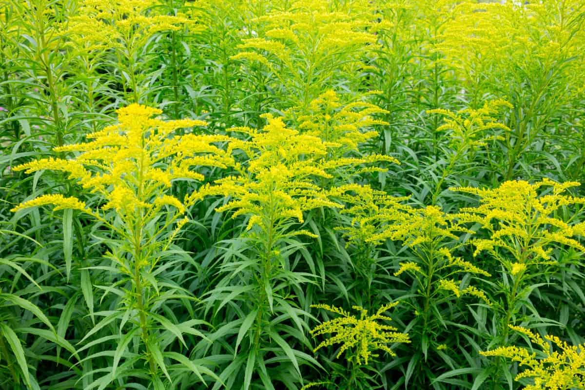 Pollinators flock to goldenrod flowers.