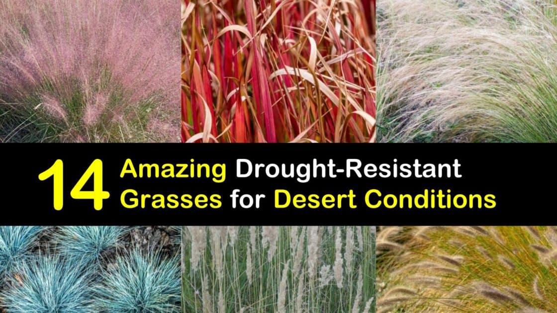 14 Amazing DroughtResistant Grasses for Desert Conditions
