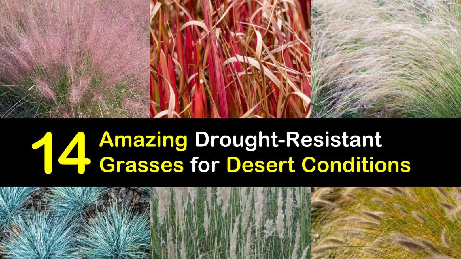 14 Amazing DroughtResistant Grasses for Desert Conditions