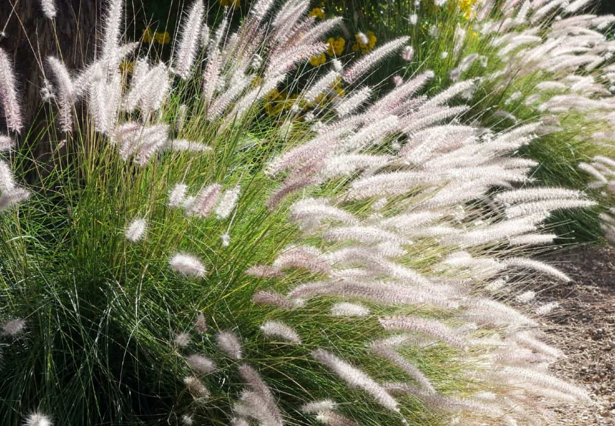 Green fountain grass is a lovely ornamental.