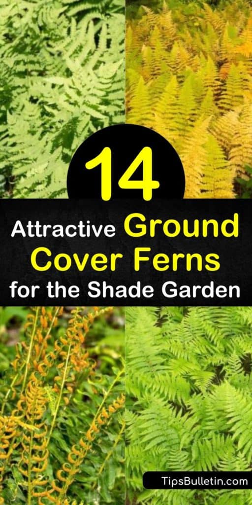 Learn how to create natural beauty in full and part shade areas of the yard. Fill your garden with ground cover ferns such as the christmas fern, cinnamon fern, ostrich fern, and maidenhair fern, and enjoy rich color and texture. #groundcover #fern #shadelovingplants #growingferns #plants
