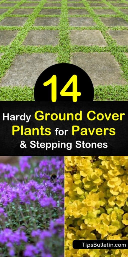 Learn how foot traffic, soil type, and full sun exposure all play a major role when deciding which ground cover plants to use around stepping stones and flagstone patios. Decide if creeping plants like sedum, elfin thyme, or blue star creeper are right for your yard. #groundcover #plants #pavers