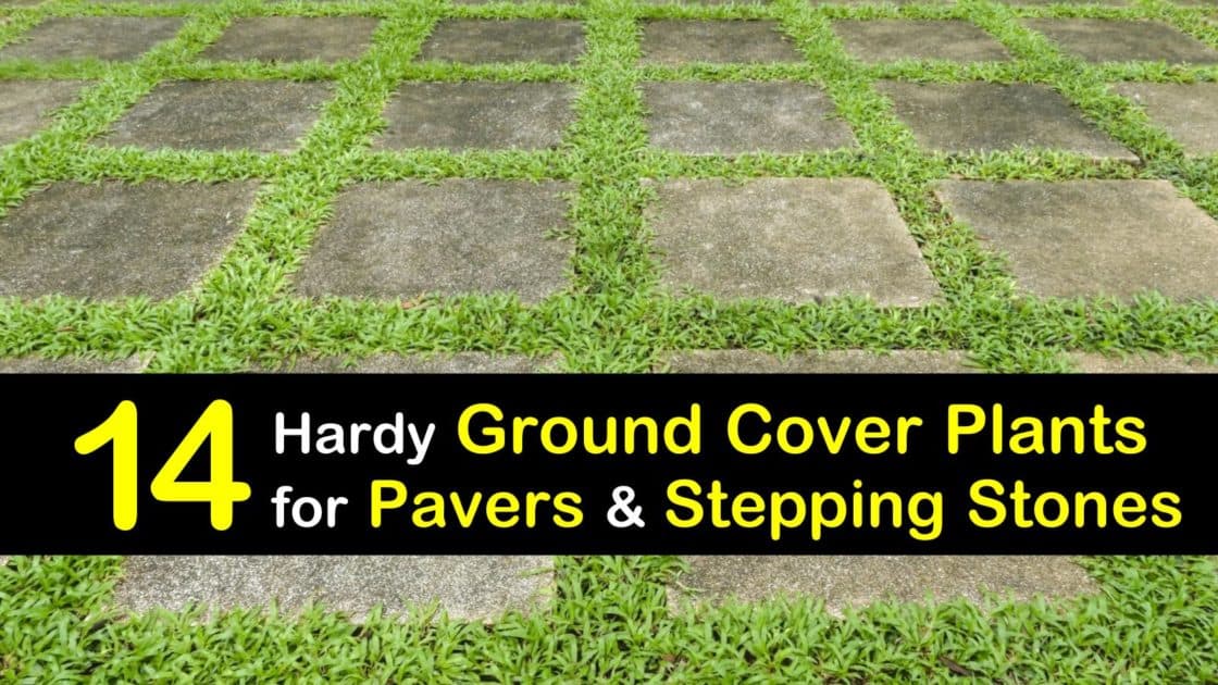 14 Hardy Ground Cover Plants For Pavers, Patio Ground Cover Plants