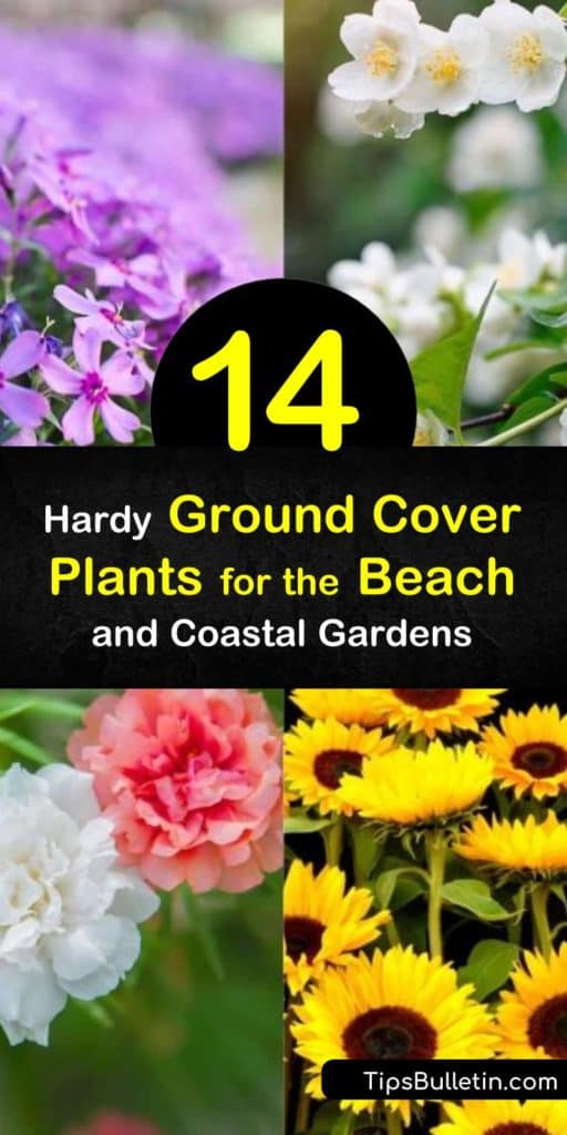 Explore which ground cover plants grow in sandy soil, including the variegated liriope that drought tolerant blue flowers and green leaves. #groundcoverplants #beach #coastalplants #ground #cover #plants