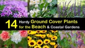 Ground Cover Plants for the Beach