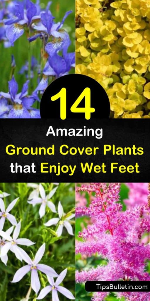 Make your garden even more desirable with iris, sedge, carex, and astilbe that are able to tolerate large amounts of water. Pops of ornamental grasses and plants with stunning green leaves provide limitless options for water-logged areas in your yard. #groundcover #plants #wet #soil