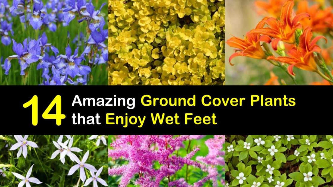 Ground Cover Plants That Enjoy Wet Feet, Best Low Ground Cover Plants For Shady Areas