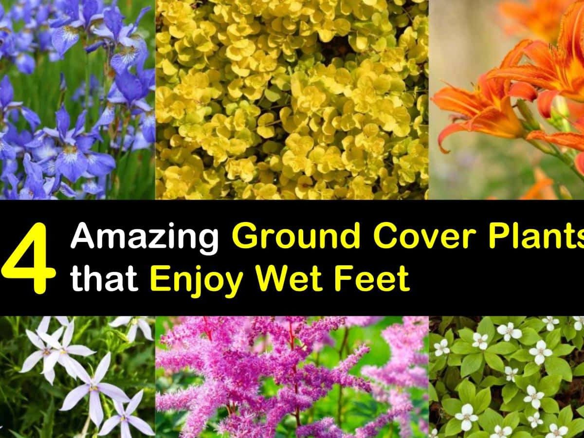 20 Amazing Ground Cover Plants that Enjoy Wet Feet