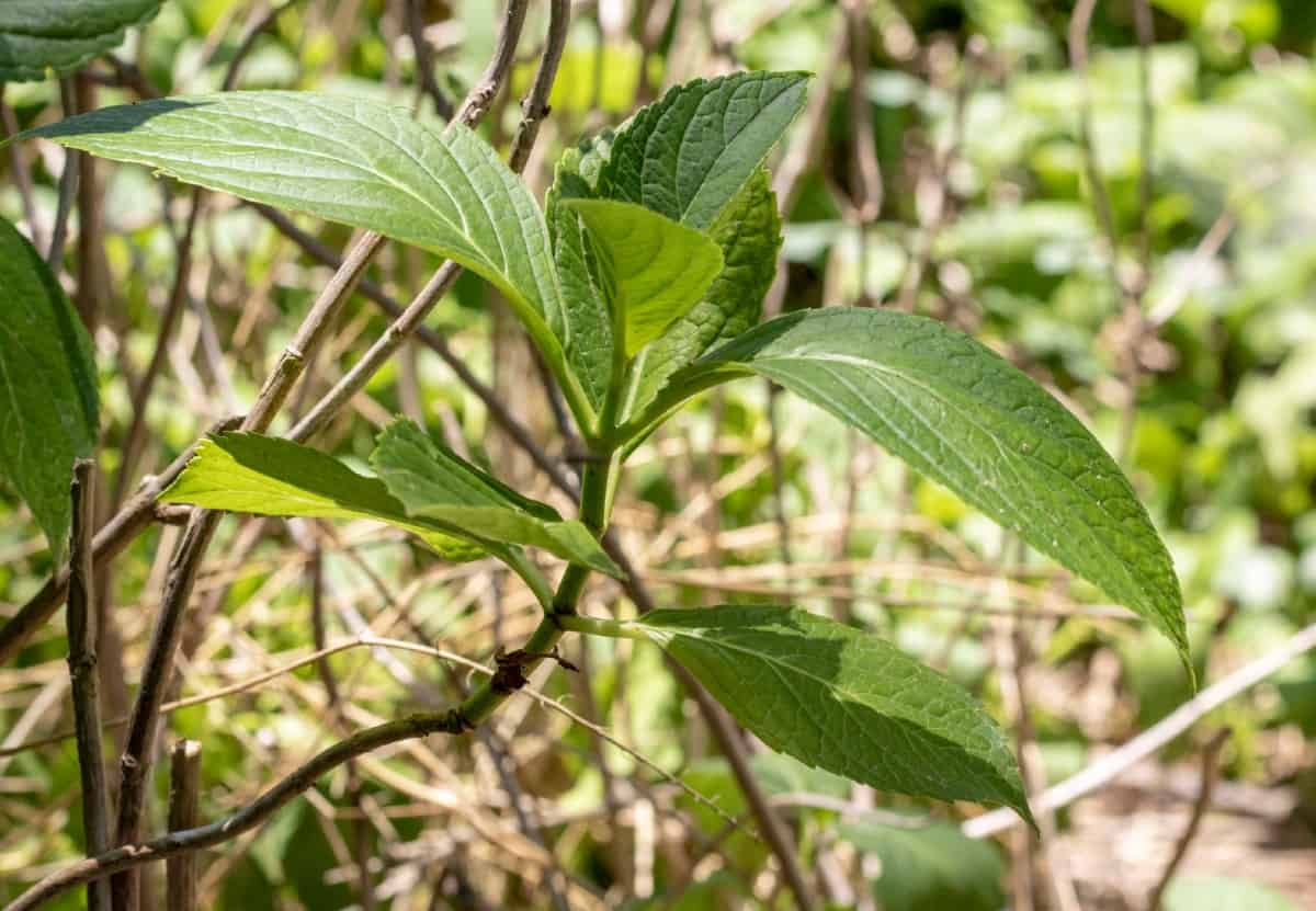 Hackberry shrubs tolerate air pollution well.