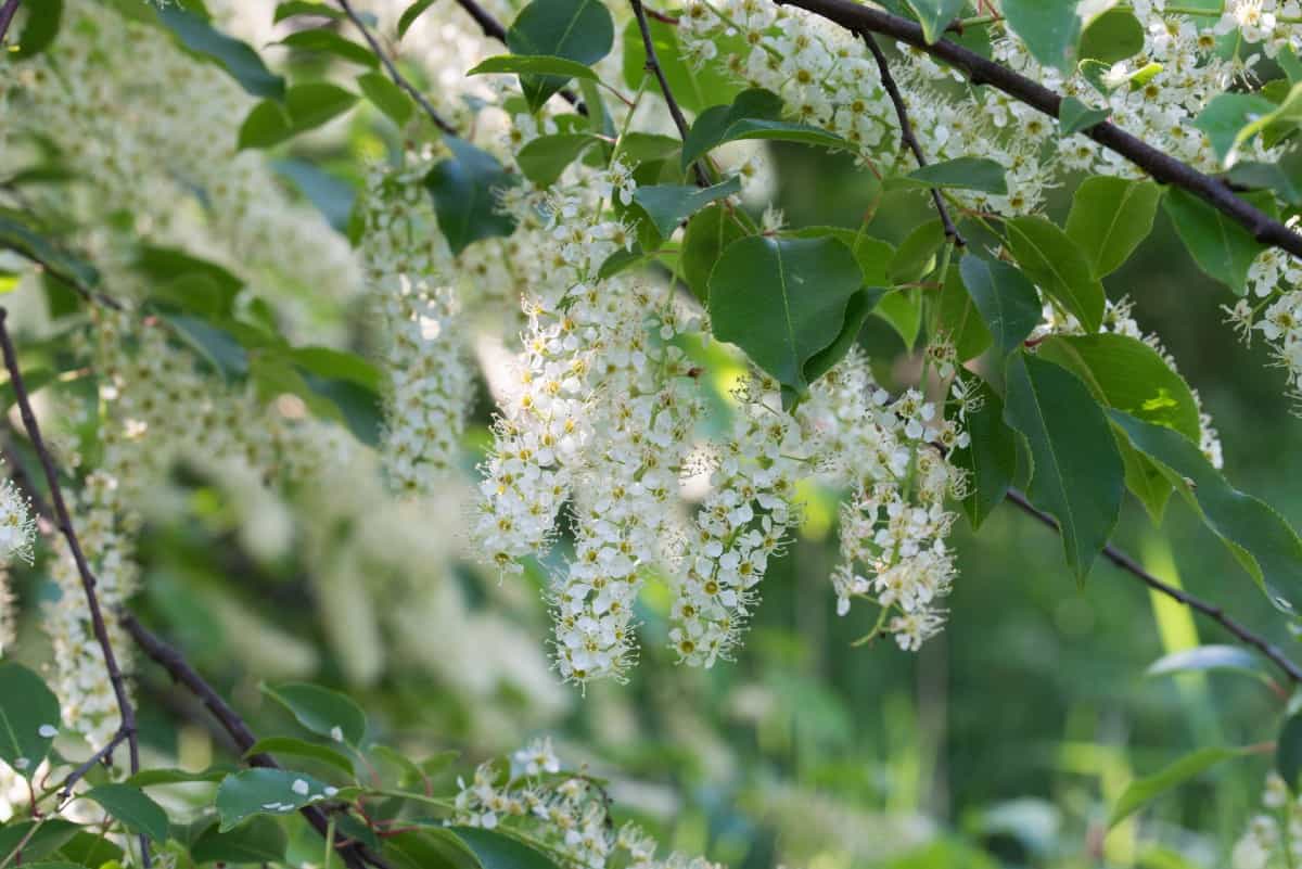 Hackberry trees are fast-growing members of the elm family.