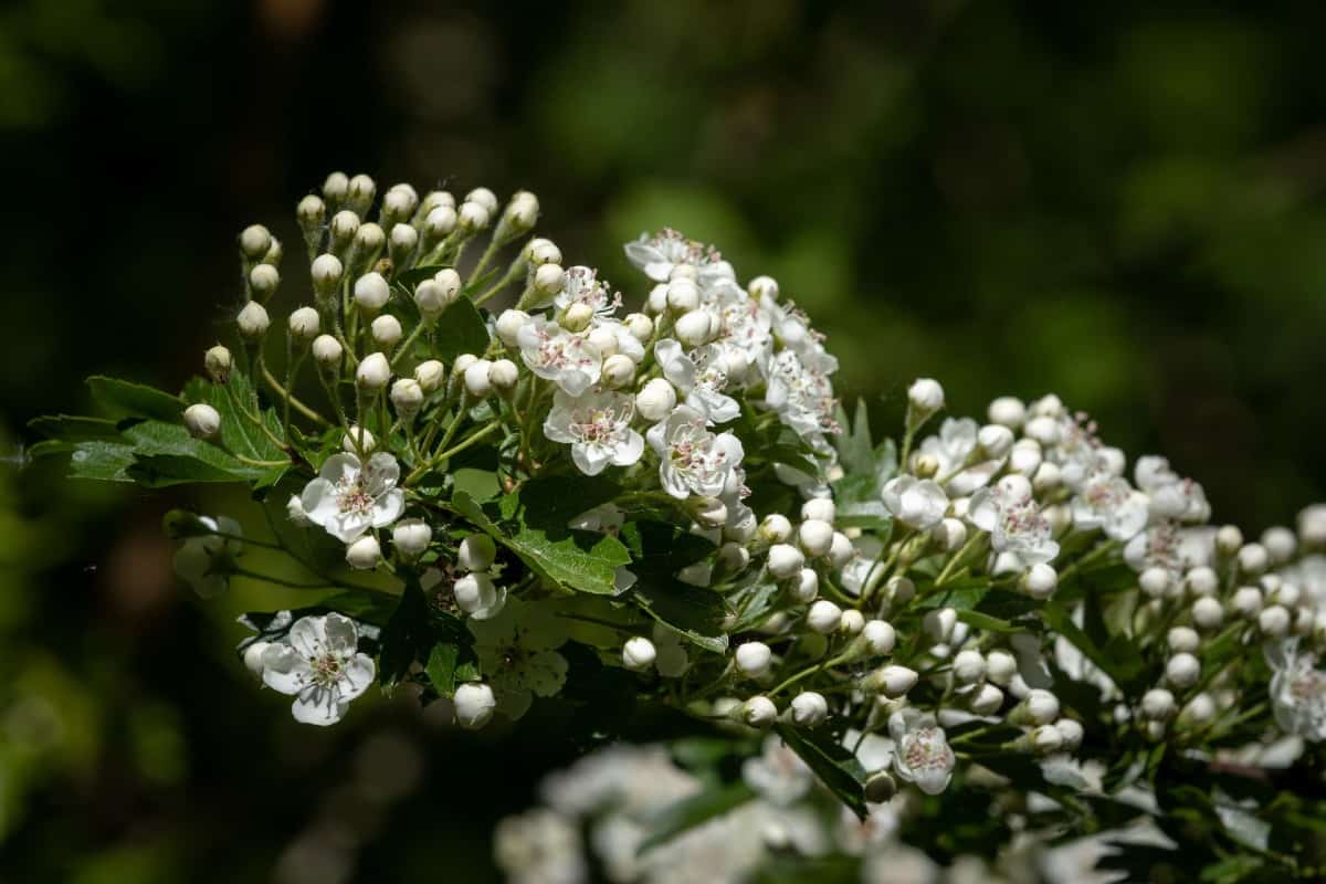 Birds like to build nests among the brambles of the hawthorn.