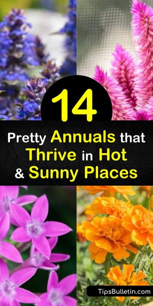 Wondering what to do with your hot and sunny yard? Planting heat tolerant annuals, such as pentas, begonia, portulaca, vinca, zinnia, and succulents is a great way to get started. They do well in dry locations and thrive in the worst heat. #heat #annuals #heattolerant #plants