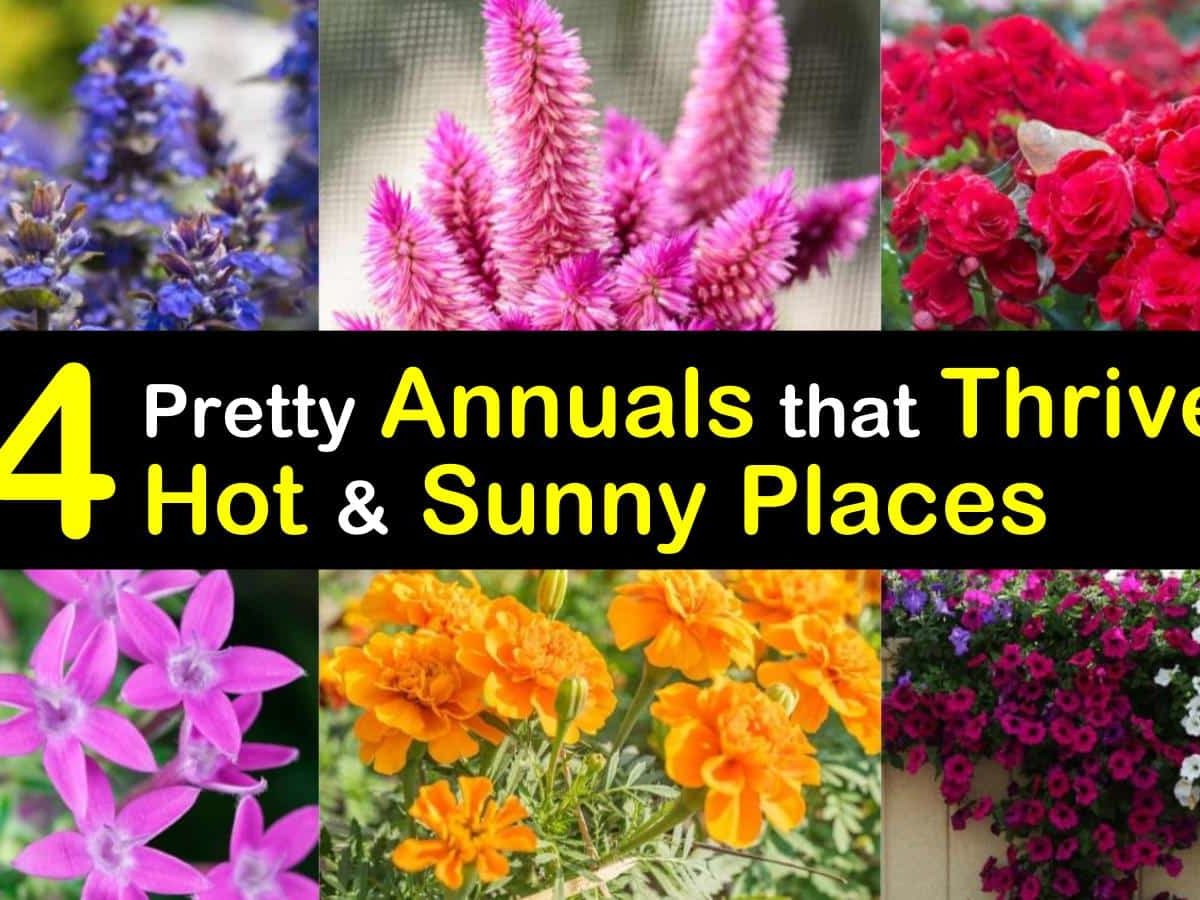 Image of Verbena heat-loving annuals