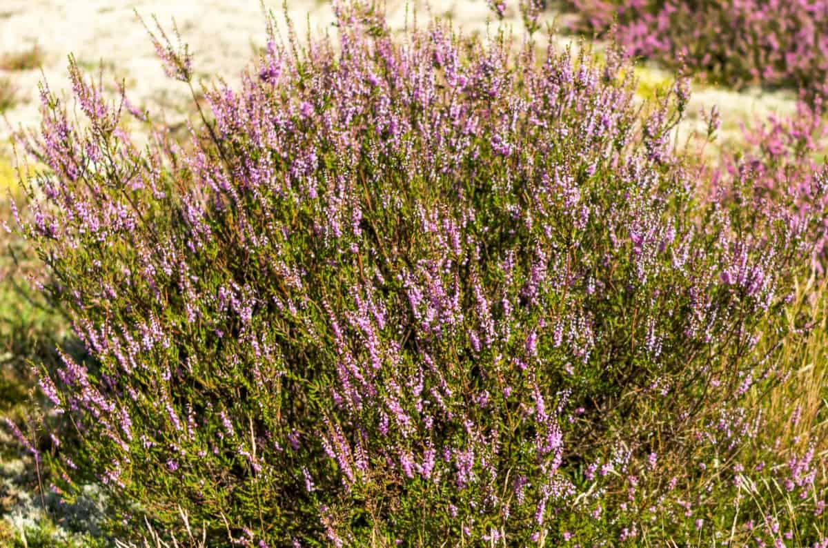 Heather is a sun-loving purple ground cover.