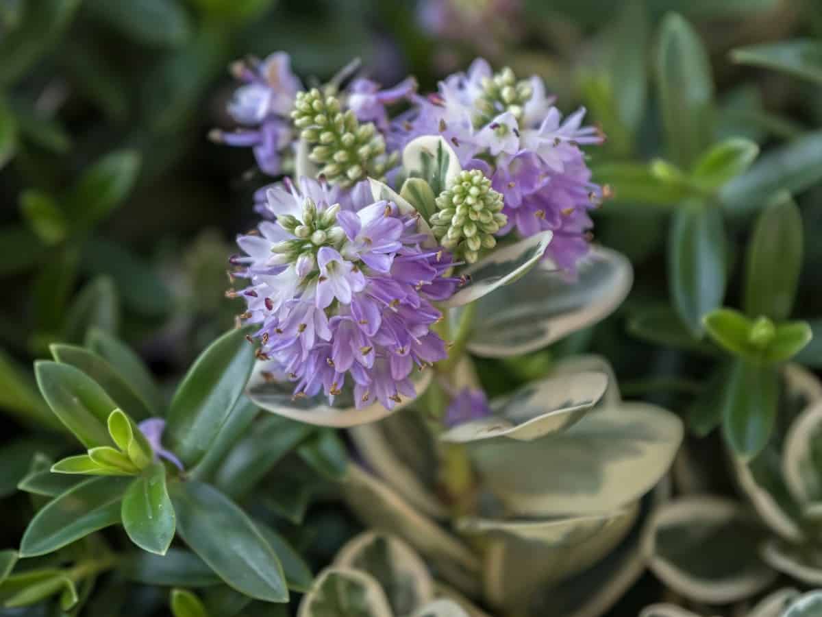 There are many different flower colors available in hebe shrubs.