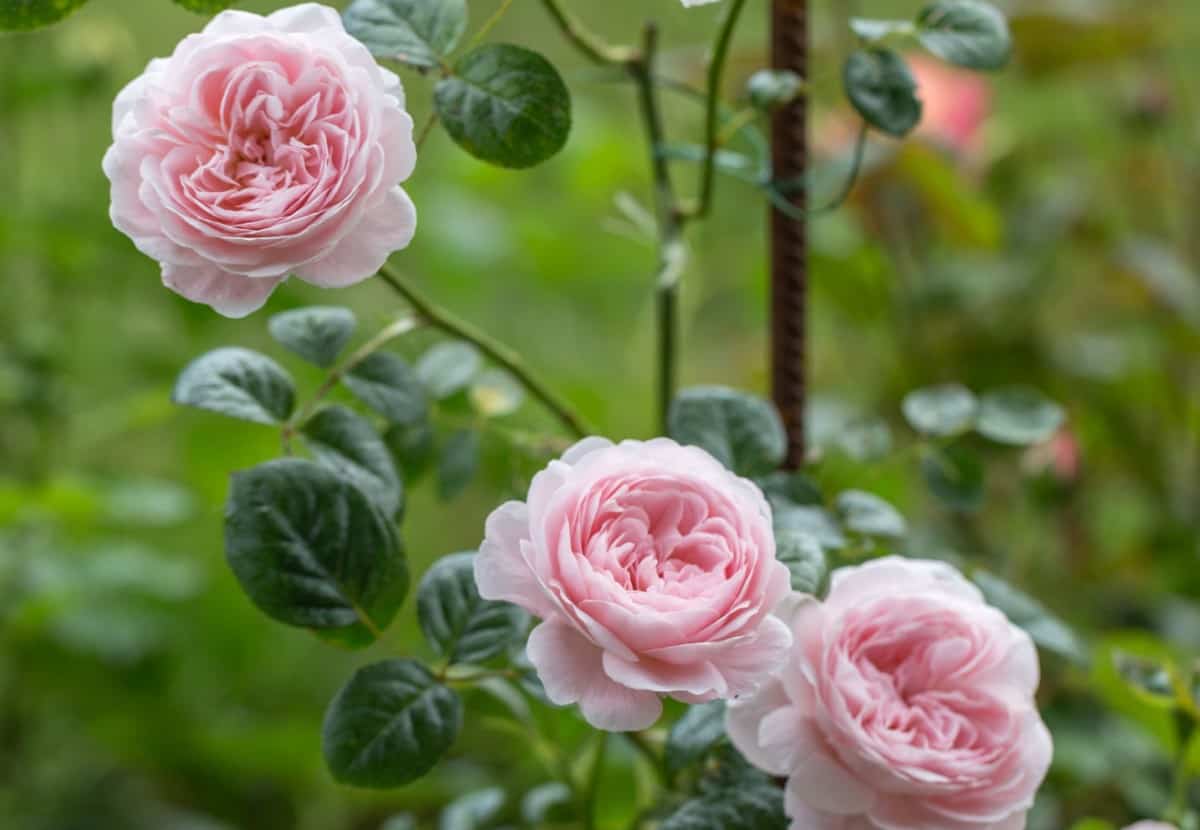 Heritage roses are almost thornless and bloom until the first frost.