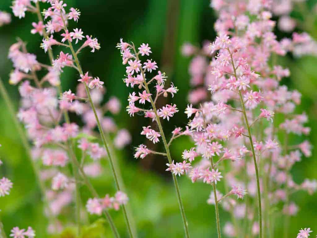 17 Low Light Outdoor Plants that Thrive Even in the Shade