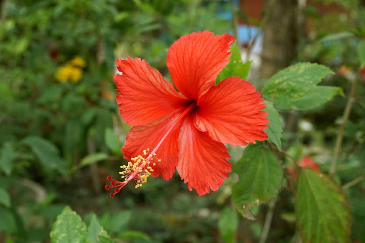 The hibiscus shrub has a tropical look and feel.