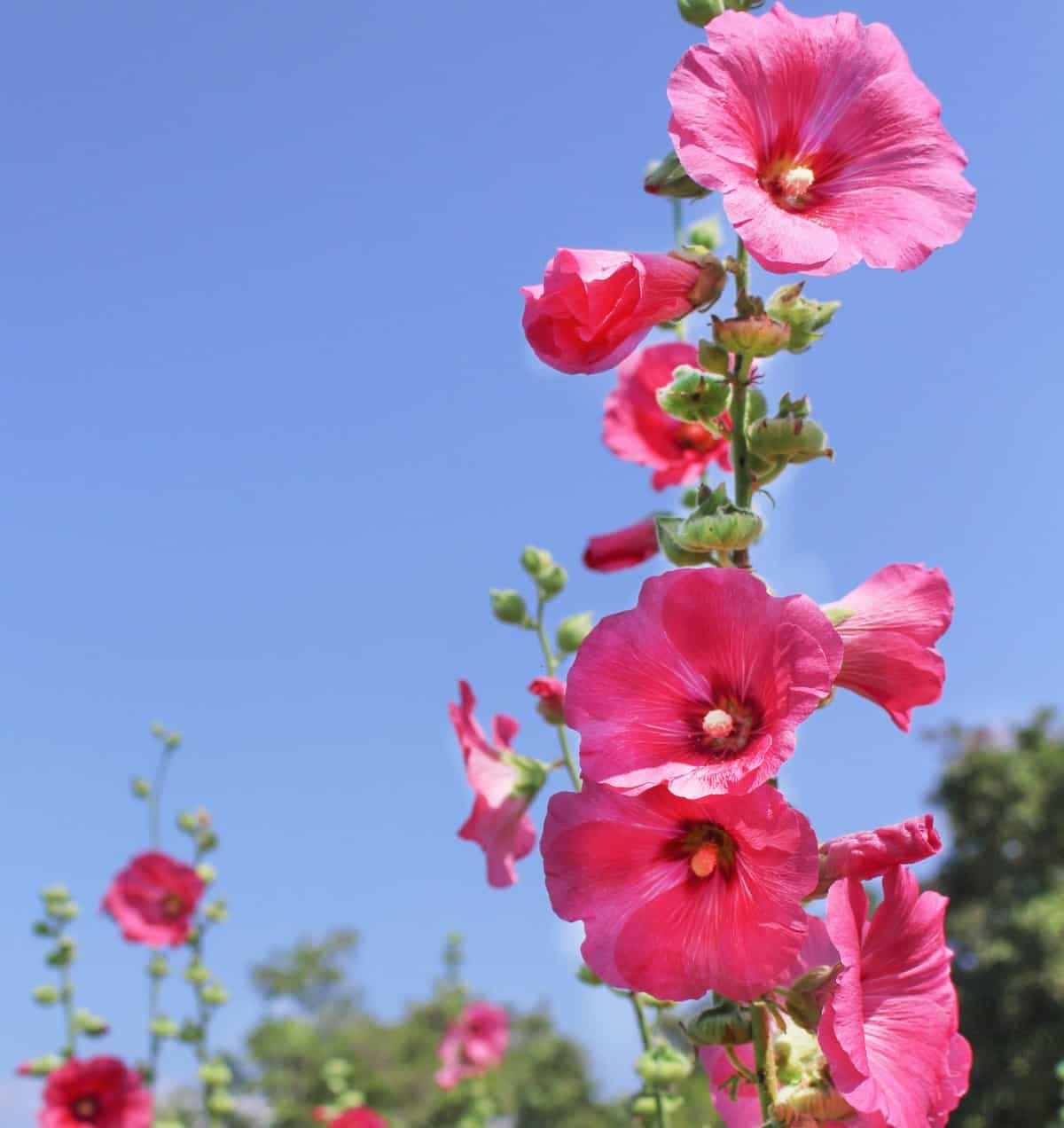 Hollyhock is an annual flower that is easy to grow.