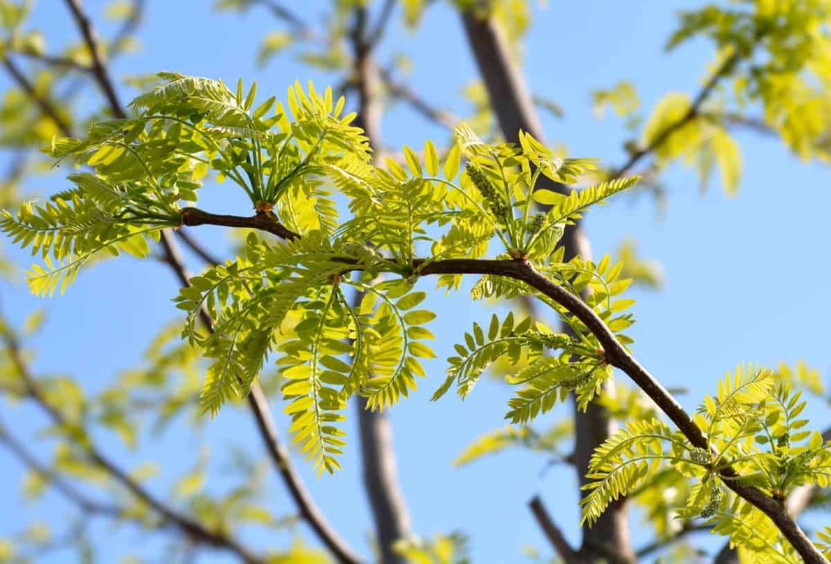 The honeylocust tree can handle tough growing conditions.