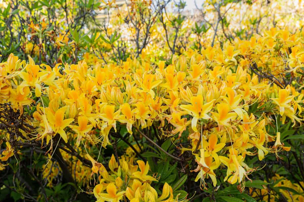 Honeysuckle azaleas have brilliantly colored leaves in the fall.