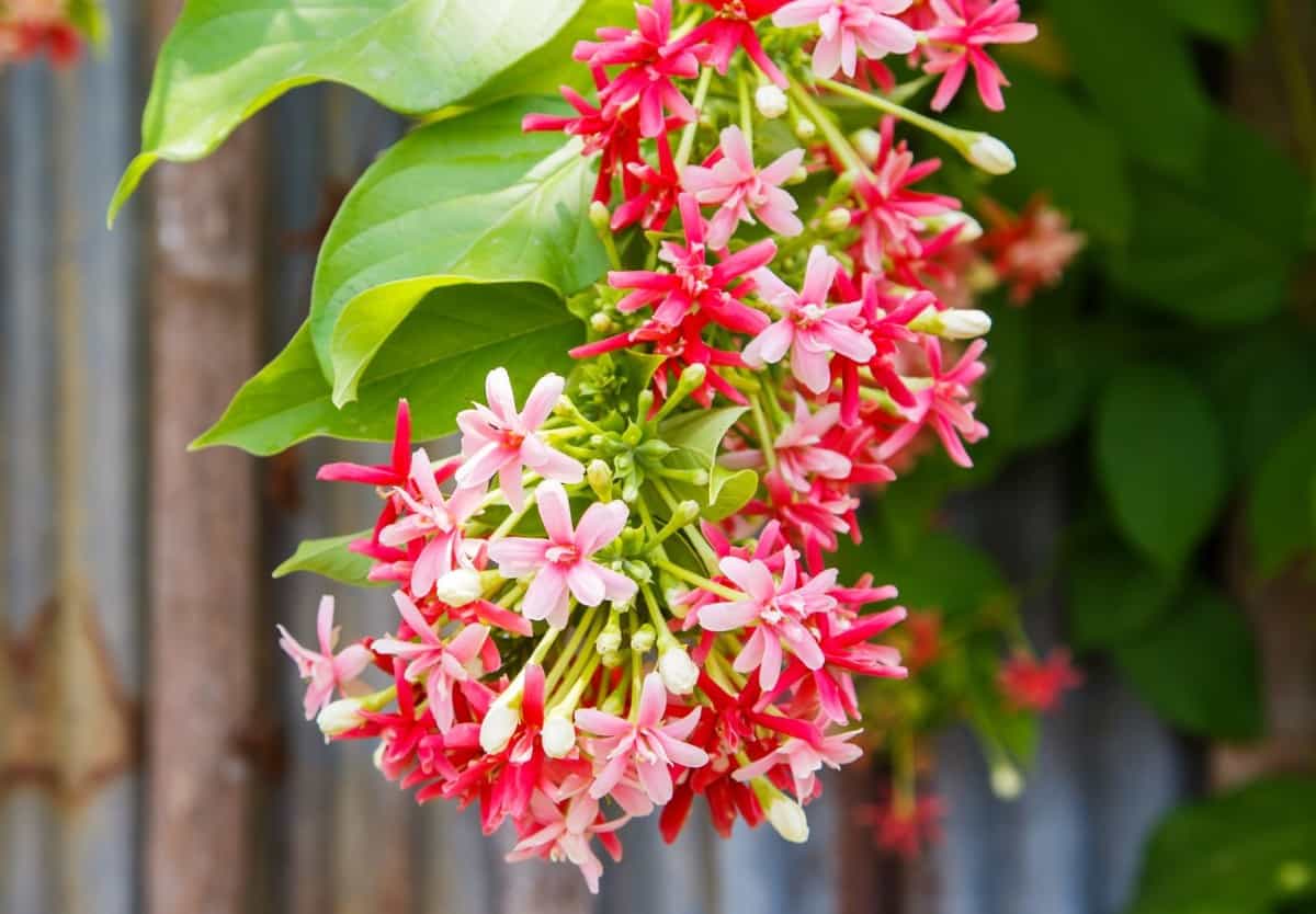 Honeysuckle's tubular flowers appeal to wildlife like birds and butterflies.