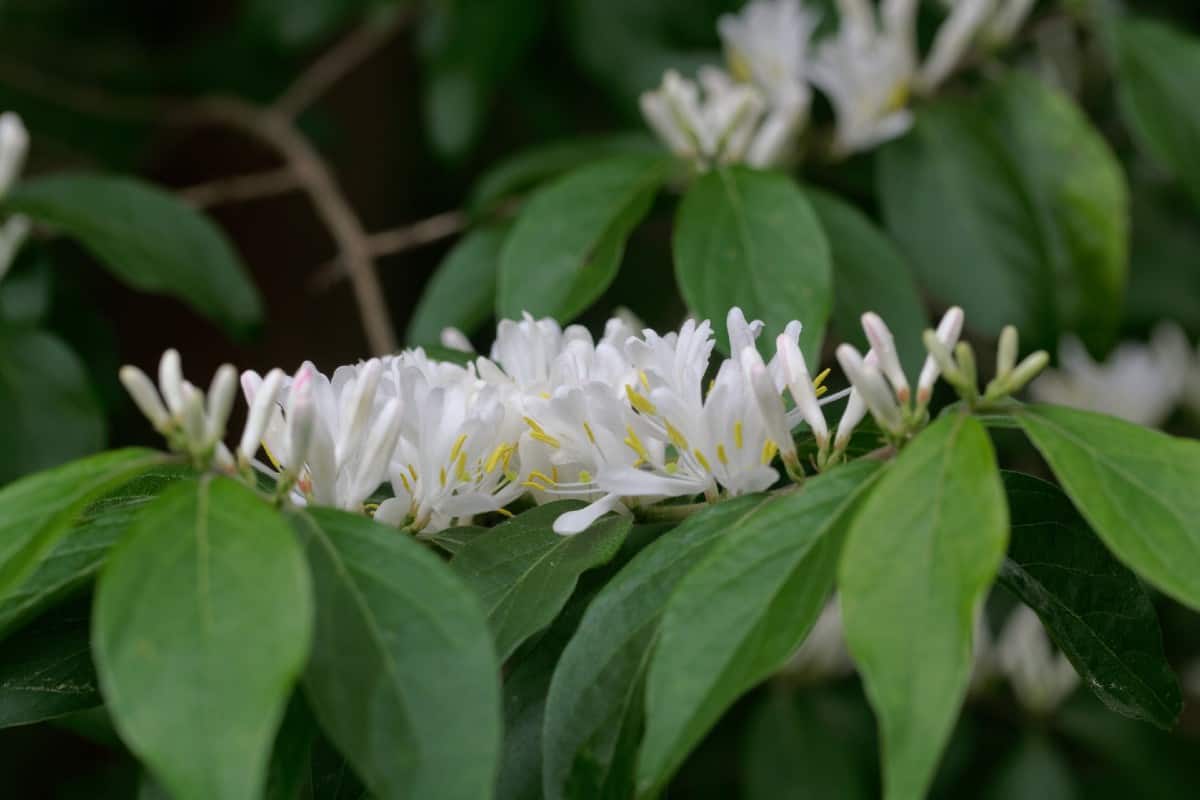 Honeysuckle is heat-tolerant and smells heavenly.