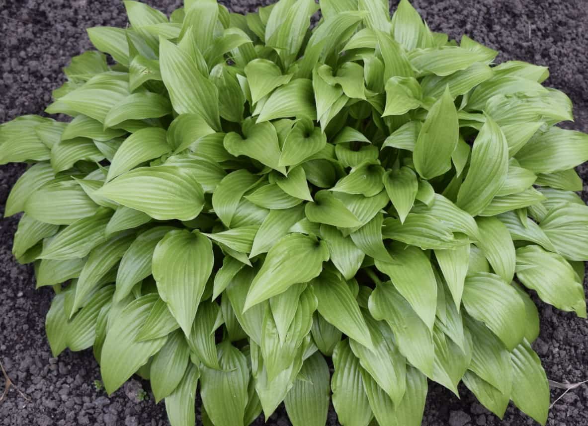 Hostas are long-lived perennials with pretty blooms in summer.