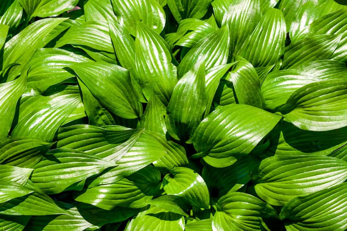 Hosta is a tough ground cover with attractive leaves.