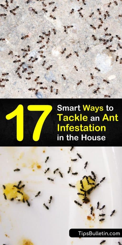 Read this ultimate pest control and ant infestation guide with homemade ant killer and repellent recipes. The article tackles issues regarding specific ant species, like carpenter ants, and teaches you how to eliminate their food source and spot pheromone trails. #get #rid #ant #infestation