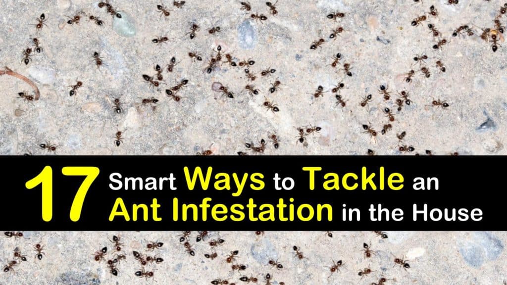 ant infestation in house