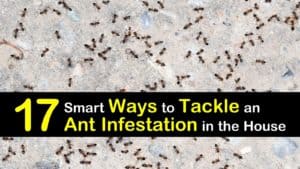 How to Get Rid of An Ant Infestation titleimg1