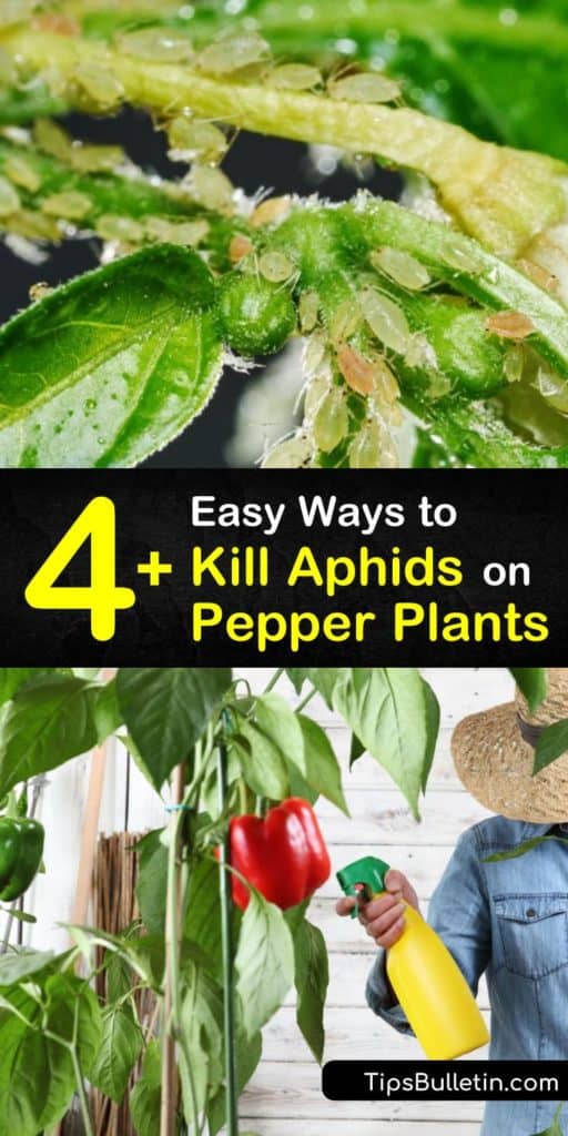 Discover how to get rid of aphids on your pepper plants by using neem oil or a natural insecticidal soap. Prevent an aphid infestation in your garden by introducing beneficial insects such as ladybugs, and lacewings. #aphidsonpepperplants #aphids #peppers