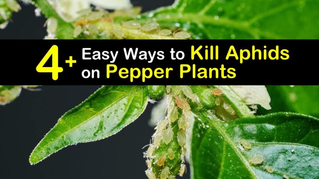 How to Get Rid of Aphids on Pepper Plants titleimg1