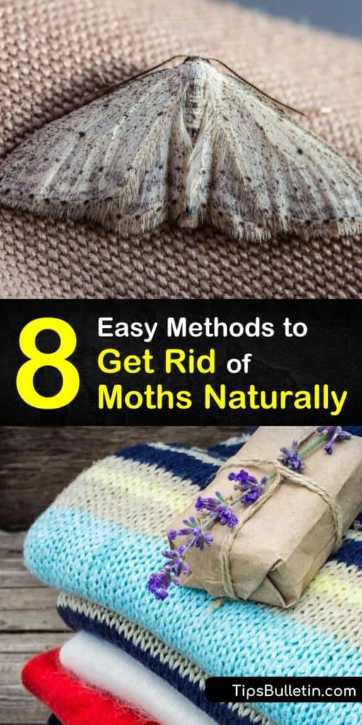 Learn how to eliminate a moth infestation in your closet or pantry. Store clothing in airtight containers to protect it from moth eggs. Use a natural form of pest control on moths hiding in crevices with a moth repellent made of herbs or essential oils. #moths #getridofmoths