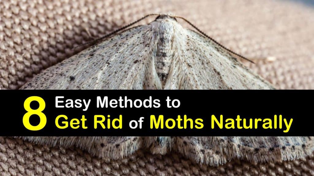 Quick Way on How to Kill Moths Naturally - Natural Pest Solutions #1  Extermination Company