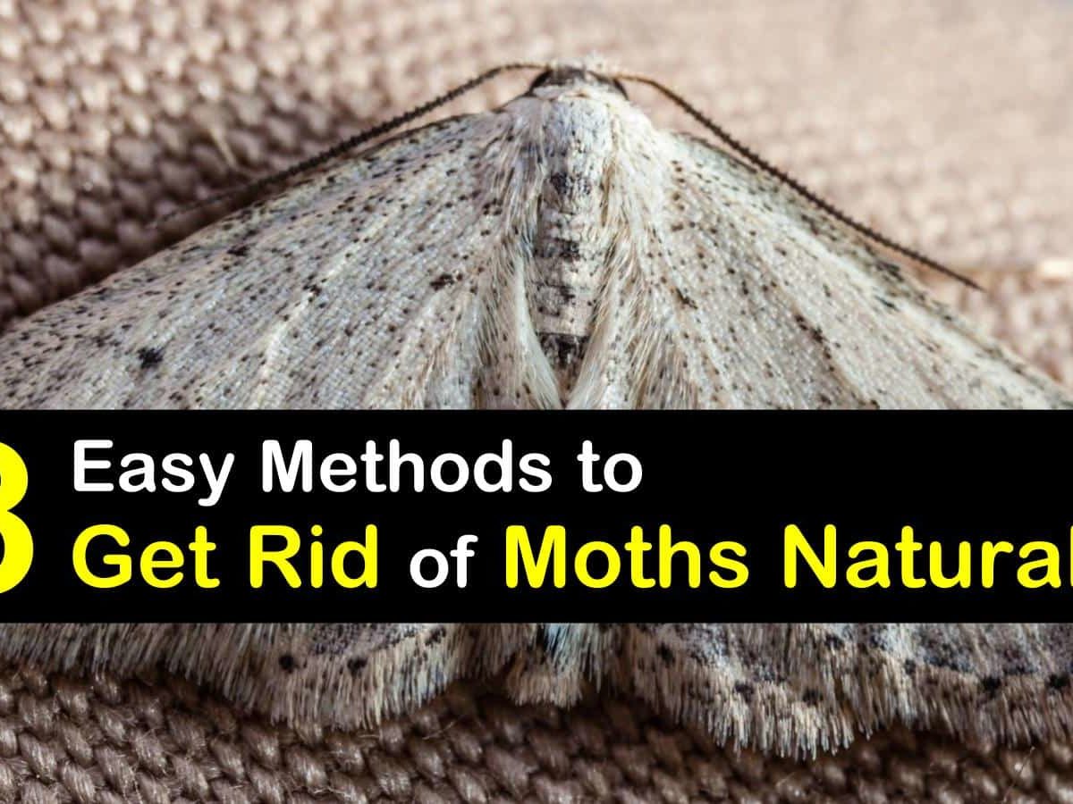 How To Get Rid Of Moths At Home – 16 Repel & Prevent Tips