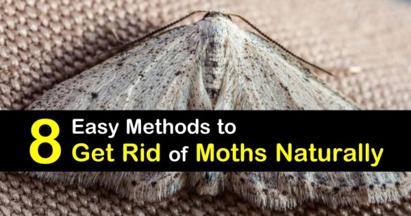 MOTH DETERRENT 15 Cedar Wood Nuggets MOTH BALLS Deter Moths Naturally 187-1 